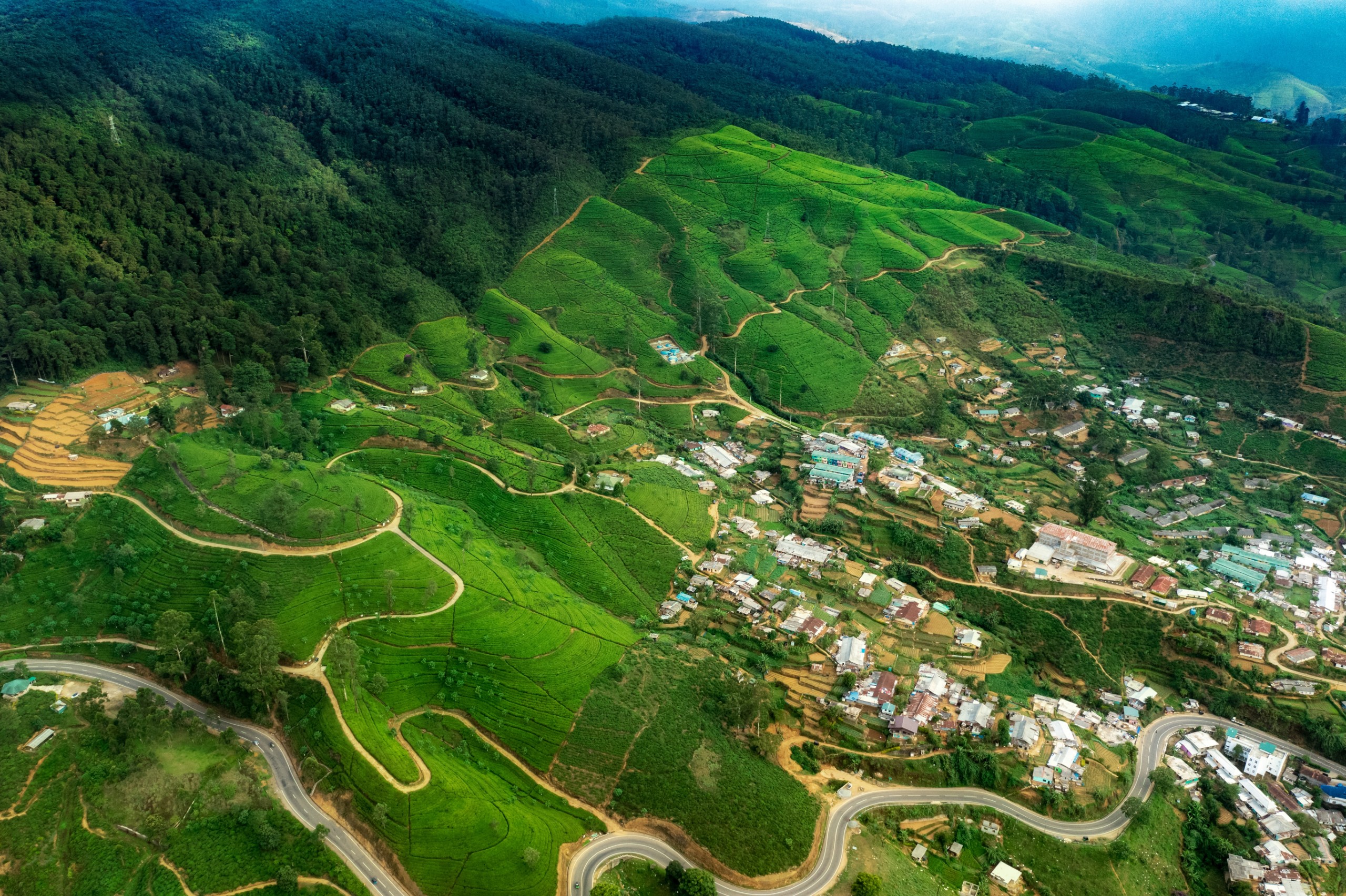 A,Picturesque,Tea,Plantation,Near,Nuwara,Eliya,,A,Town,In